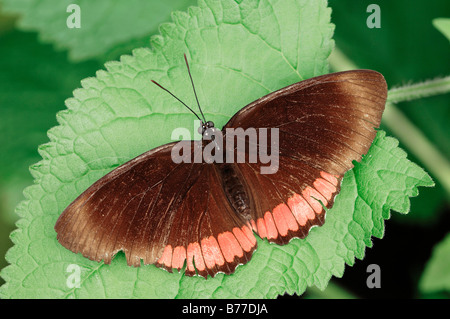 Red Rim (Biblis Hyperia) Stockfoto