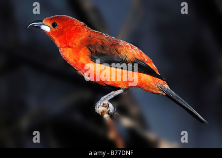 Brasilianische Tanager (Ramphocelus Bresilius), Männlich Stockfoto