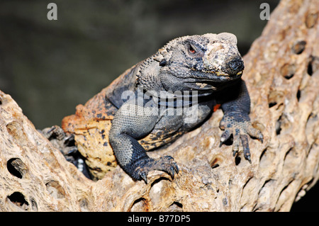 Gemeinsamen Chuckwalla (Sauromalus Obesus) Stockfoto