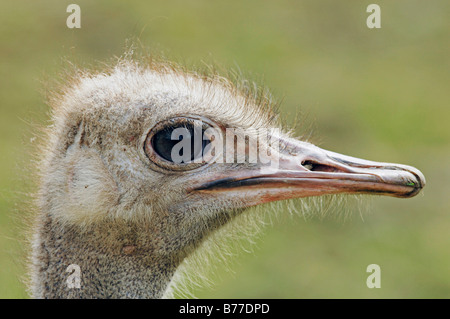 Strauß (Struthio Camelus), Weiblich, Porträt Stockfoto