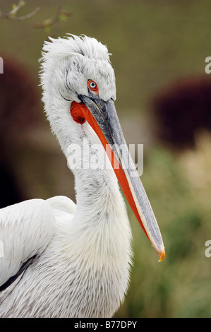 Krauskopfpelikan (Pelecanus Crispus), portrait Stockfoto