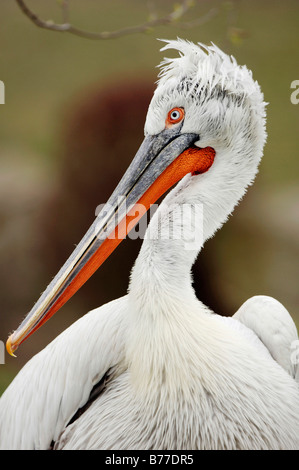 Krauskopfpelikan (Pelecanus Crispus), portrait Stockfoto