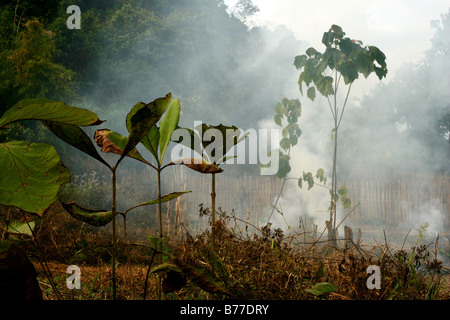 Schrägstrich und brennen in Laos Stockfoto