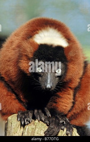 Red Ruffed Lemur (Varecia Rubra) Stockfoto