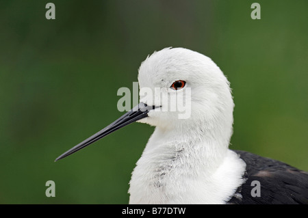 Stelzenläufer (Himantopus Himantopus), Porträt, Provence, Südfrankreich, Europa Stockfoto