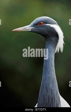 Demoiselle Kran (Anthropoides Virgo, Grus Virgo), portrait Stockfoto