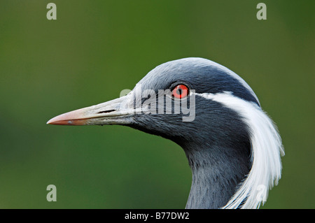 Demoiselle Kran (Anthropoides Virgo, Grus Virgo), portrait Stockfoto