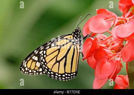 Monarch (Danaus Plexippus) Stockfoto