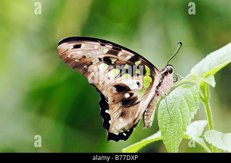 Grün-spotted Dreieck, Tailed Jay (Graphium Agamemnon) Stockfoto