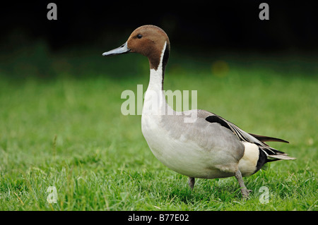 Nördliche Pintail (Anas Acuta), Männlich Stockfoto