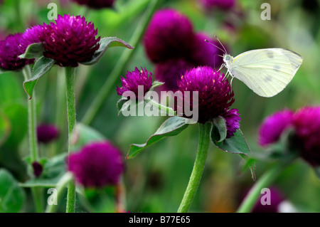 Pieris Rapae kleinen weißen Schmetterling kleiner Kohlweißling Nektar ernähren Gomphrena Globosa 'rund um Purple' Globe Amaranth Stockfoto