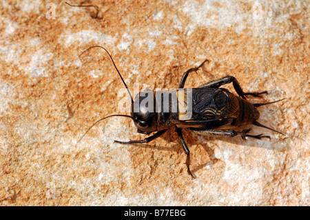 Field Cricket (Gryllus Campestris), Männlich, Provence, Südfrankreich, Europa Stockfoto