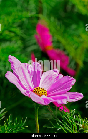 Cosmos Bipinnatus Gefühl gemischt Closeup Nahaufnahme Detail rosa Blume jährliche Blüte Blüte Stockfoto