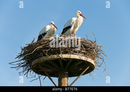 Zwei Weißstörche (Ciconia Ciconia) stehen in ihrem Nest, Westkuestenpark, St. Peter-Ording, Schleswig-Holstein, Deutschland, Euro Stockfoto