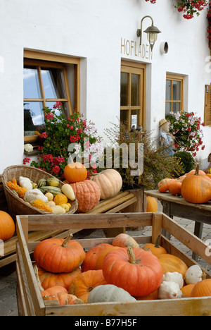 Kürbisse in einem Dorfladen, Schlacht in der Nähe von Kastenseeon, Upper Bavaria, Bayern, Deutschland, Europa Stockfoto