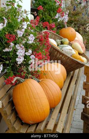 Kürbisse in einem Dorfladen, Schlacht in der Nähe von Kastenseeon, Upper Bavaria, Bayern, Deutschland, Europa Stockfoto