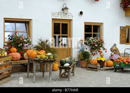 Kürbisse in einem Dorfladen, Schlacht in der Nähe von Kastenseeon, Upper Bavaria, Bayern, Deutschland, Europa Stockfoto