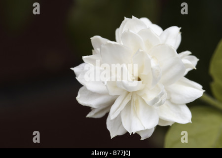 Sampaguita Blume Nahaufnahme Bild (Philippinen Nationalblume, Jasminum Sambac) Stockfoto