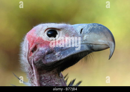 Mönchsgeier (Aegypius Monachus), Porträt, Tierpark, Baden-Württemberg, Deutschland, Europa Stockfoto