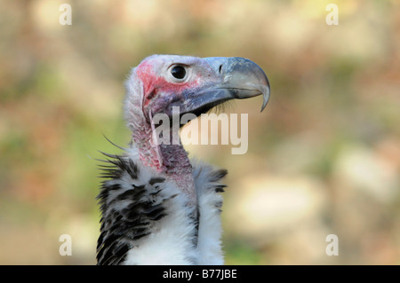 Mönchsgeier (Aegypius Monachus), Porträt, Tierpark, Baden-Württemberg, Deutschland, Europa Stockfoto