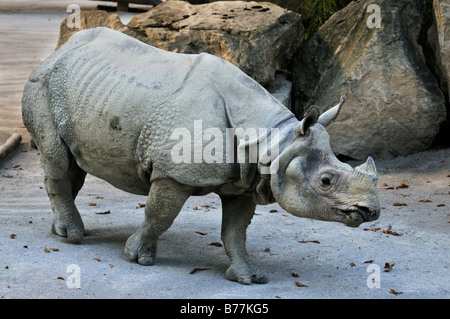 Indische Rhinozerus auch große gehörnte Nashörner oder asiatischen einen gehörnten Nashörner (Rhinozerus Unicornis), Tierpark Schoenbrunn, Stockfoto