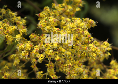 Blumen der Stand hinsichtlich Dummer Stockfoto