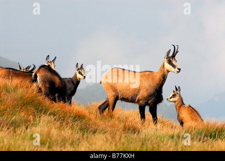 Europa, Niedere Tatra, Tatra Gämse (Rupicapra Rupicapra Tatrica) und Nizke Tatry, Slowakei Stockfoto