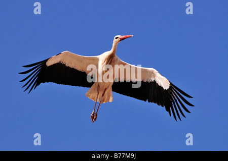 Weißstorch (Ciconia Ciconia) im Flug, Marrakesch, Marokko, Afrika Stockfoto