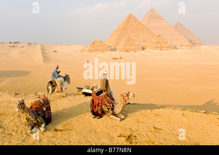Kamele und Esel in der Nähe der Pyramiden, Gizeh, Ägypten, Afrika Stockfoto