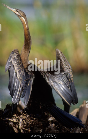 Afrikanische Schlangenhalsvogel (Anhinga melanogaster) trocknen es Federn in Botswana Moremi National Park, Okavango Delta, Afrika Stockfoto