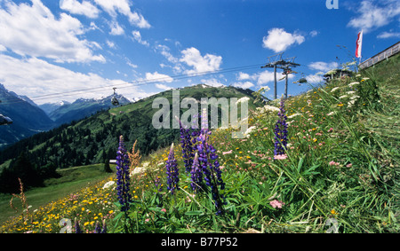 Blumenwiese vor der Ski-Lift in St. Anton, Alpen, Tirol, Österreich, Europa Stockfoto