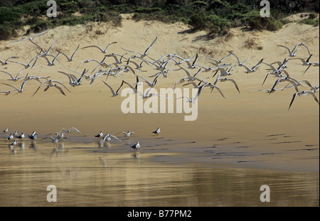 Herde von Sandwich Terns (Sterna sandvicensis) weg vom Strand in Nature's Valley, Western Cape, Südafrika Stockfoto