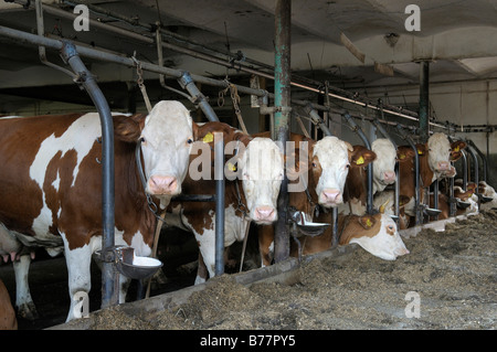 Milchkühe stehen in einer Scheune, Oberbayern, Deutschland, Europa Stockfoto