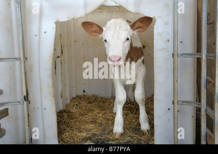 Jungen Kalb vorsichtig Blick aus seinen Plastikstift, Oberbayern, Deutschland, Europa Stockfoto