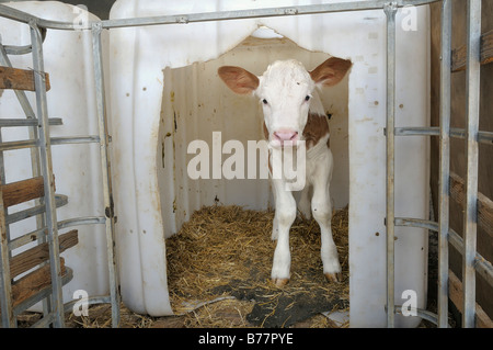 Jungen Kalb vorsichtig Blick aus seinen Plastikstift, Oberbayern, Deutschland, Europa Stockfoto