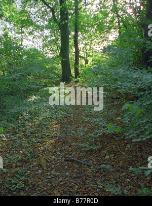 Wald-Spaziergang, Mary Ann Wiesen, Westbrook, Warrington, England, Herbst 2008 Stockfoto