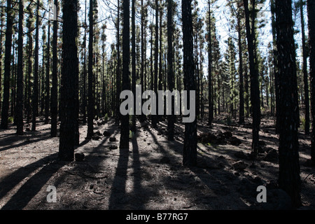 Hinterleuchtete Pinien in der Corona Forestal Wald in der Nähe von Chinyero in den Ausläufern, wenn mount Teide-Teneriffa-Kanarische Inseln-Spanien Stockfoto