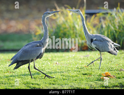 Zwei Graureiher (Ardea Cinerea), aggressive Haltung Stockfoto