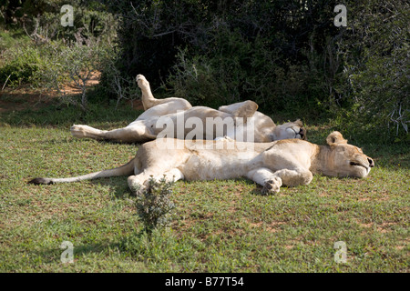 2 Löwinnen in afrikanischen Sonne aalen Stockfoto