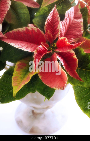Euphorbia Pulcherrima, Poinsettie, Weihnachtsstern Stockfoto