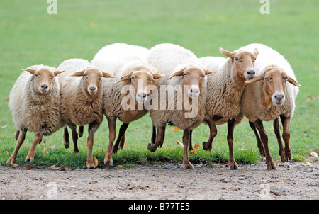 Mob von Coburg Fox Schafe (Ovis Gmelini Aries) Stockfoto