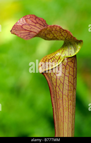 Cobra Lily (Darlingtonia Californica, California Pitcherplant), fleischfressende Pflanze Stockfoto