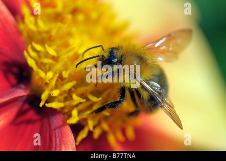 Hummel (Bombus spec.) sammeln von Nektar aus einer Blume Stockfoto