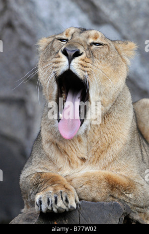 Gähnender Löwe (Panthera Leo) Stockfoto