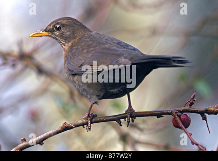 Weibliche Amsel (Turdus Merula) in Krabben-Apfelbaum (Malus Red Sentinel) Stockfoto