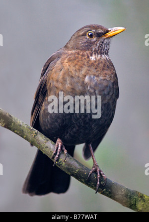 Weibliche Amsel (Turdus Merula) sitzend auf Ast Stockfoto