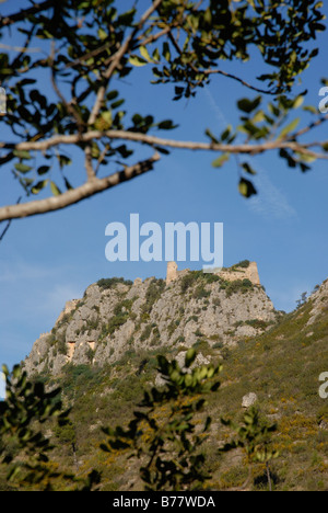 Johannisbrotbaum und Ruinen der maurischen Burg, Vall de Gallinera, Marina Alta, Provinz Alicante, Comunidad Valenciana, Spanien Stockfoto