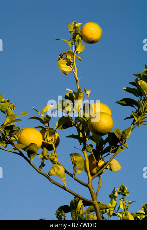 Orangen, die Reifung in der Region Andalusien Lucena del Puerto Stockfoto