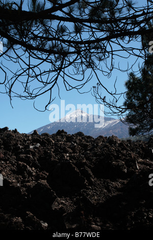 Die kanarische Kiefer wächst aus Magma vor einem schneebedeckten Berg Teide auf Teneriffa-Kanarische Inseln-Spanien Stockfoto