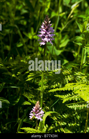 Gemeinsamen entdeckt Orchidee (Dactylorhiza Fuchsii) wächst mit Woolhope auf einem Herefordshire-Naturschutzgebiet Stockfoto